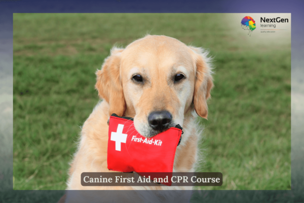 Canine First Aid - Dog Standing with first aid kit in his mouth.