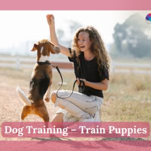 Dog Training - Train Puppies