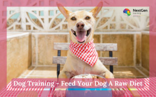Dog Training - Feed Your Dog A Raw DietDog Training - Feed Your Dog A Raw Diet
