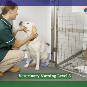 Veterinary Nurse Checking Sick Animals in Pens