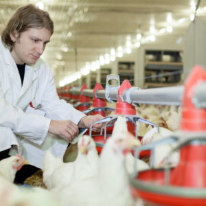 Diploma in Poultry Farming