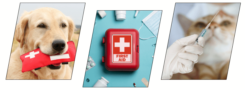 Pet Health Care and Animal First Aid course online with CPD accreditation