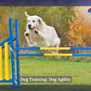 Dog Training: Dog Agility