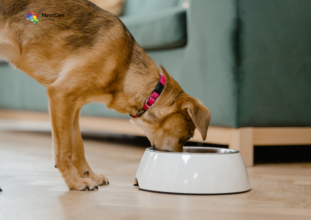 Dog Eating at Home