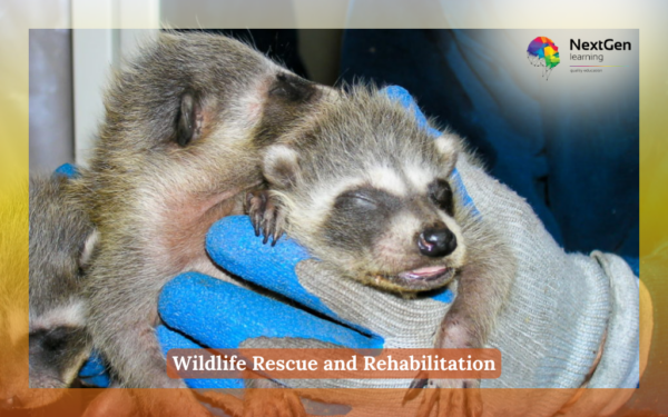 Wildlife Rescue and Rehabilitation