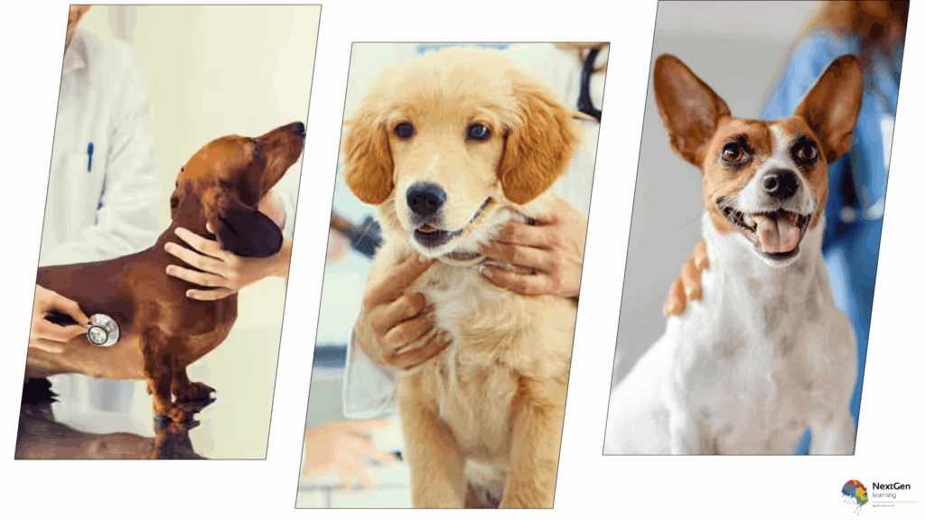 Veterinary Medicine Training