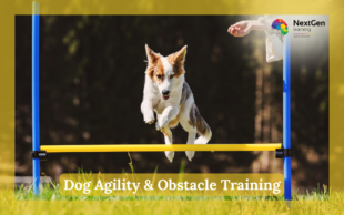 Dog Agility & Obstacle Training