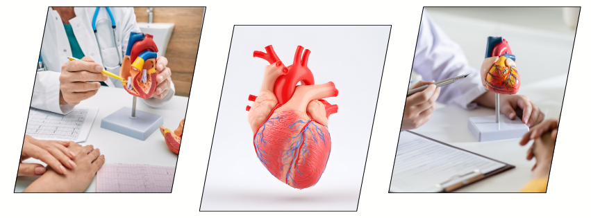 A cardiology model of the human heart being used in medical training and consultation.