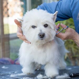 Dog Care and Grooming